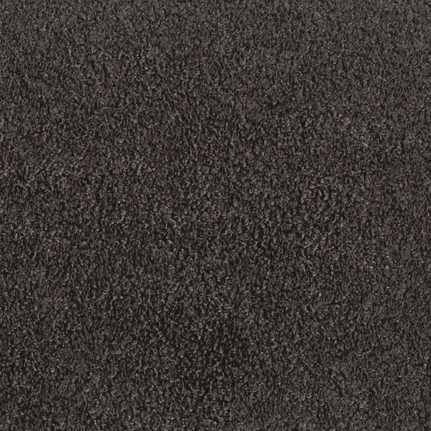 Teddy 8800 Fr 004 Bronzo